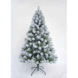 Colorado Slim Spruce Snowy...